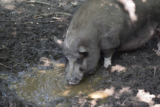 套豪華陣容 套豪華陣容