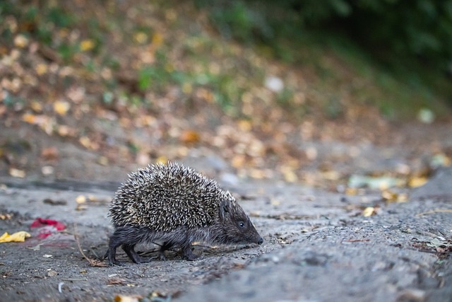 D投影技术 D投影技术